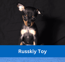 russkiy toy