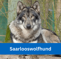 saarlooswolfhund
