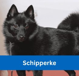 schipperke