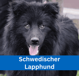 schwedischer lapphund