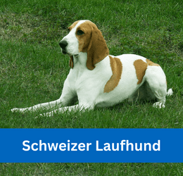schweizer laufhund