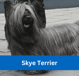 skye terrier