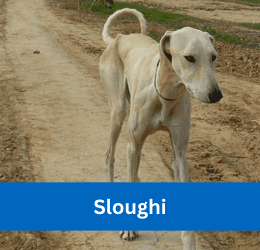 sloughi