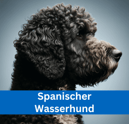 spanischer wasserhund