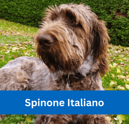 spinone italiano