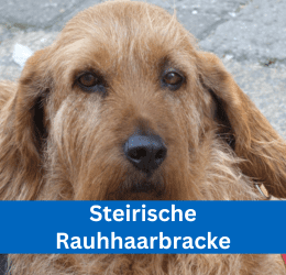 steirische rauhhaarbracke