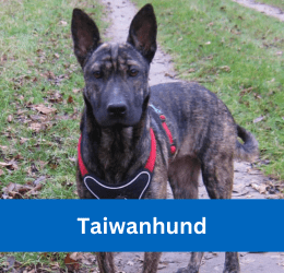 taiwanhund