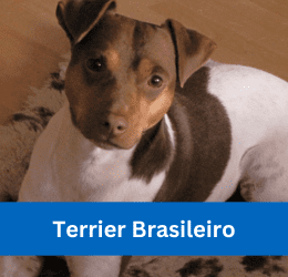 terrier brasileiro