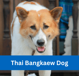 thai bangkaew dog