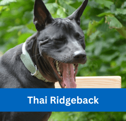 thai ridgeback
