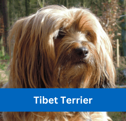 tibet terrier
