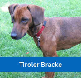 tiroler bracke