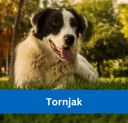 tornjak