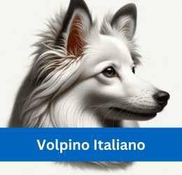 volpino italiano