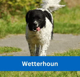 wetterhoun