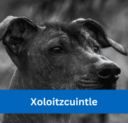 xoloitzcuintle